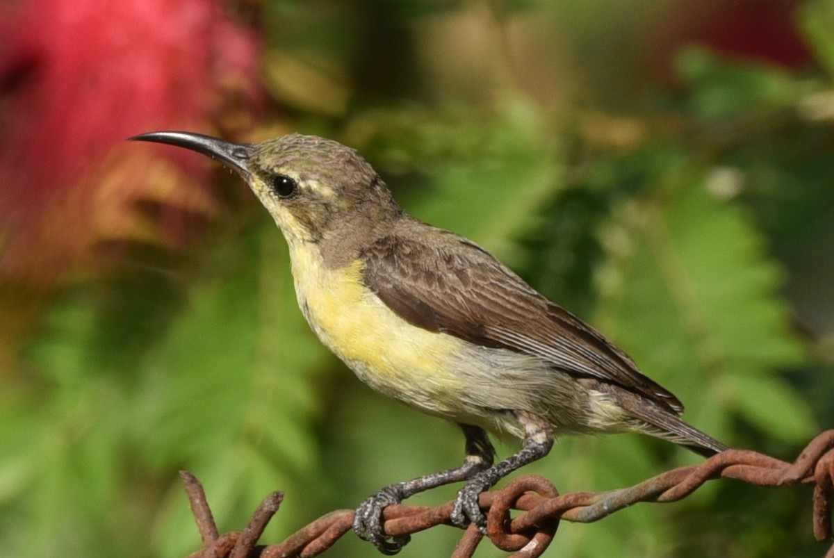 Purple Sunbird - ML583084801