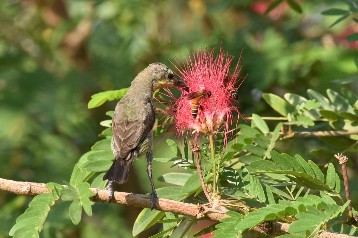 Purple Sunbird - ML583084811