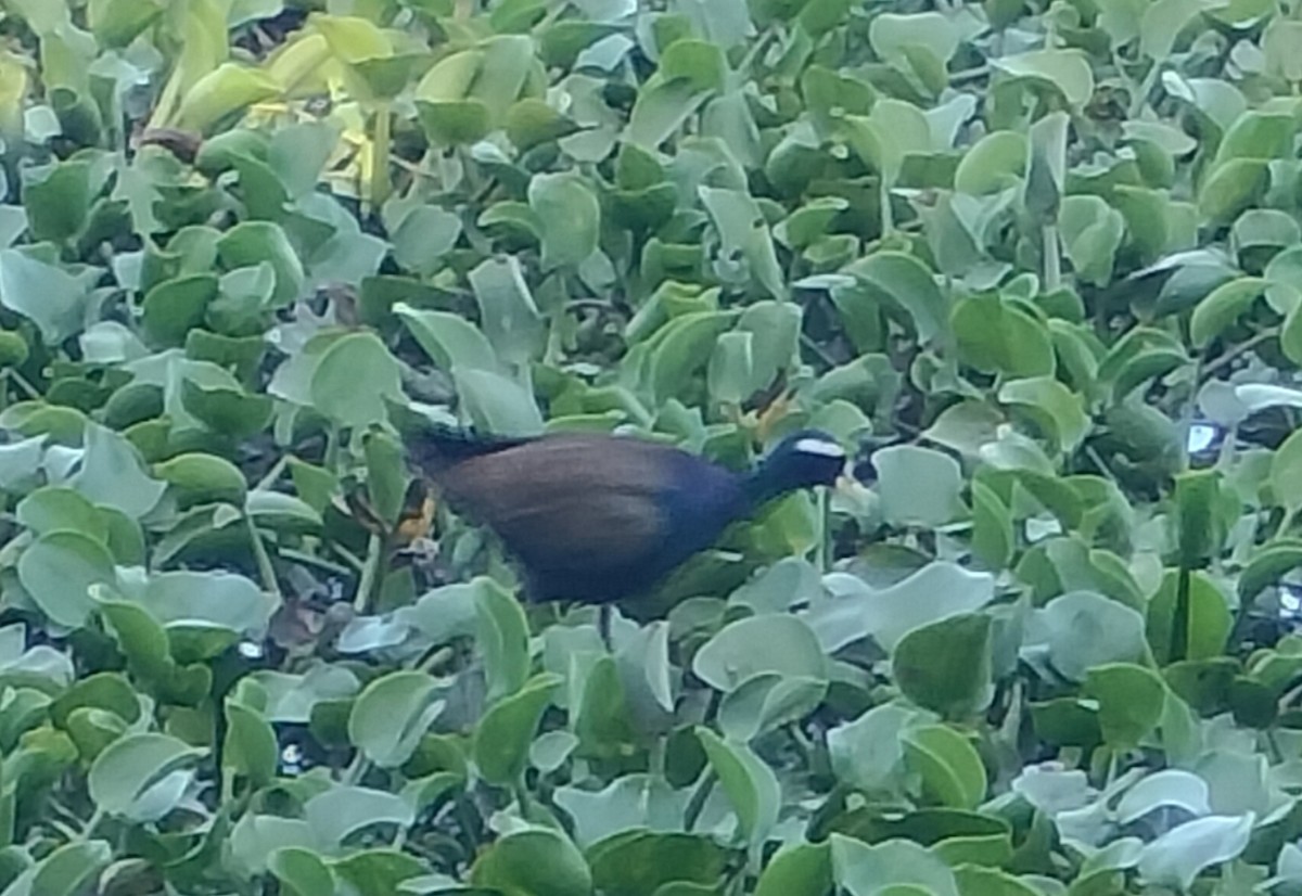 Bronze-winged Jacana - ML583084821