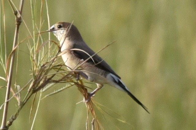 Indian Silverbill - ML583084851