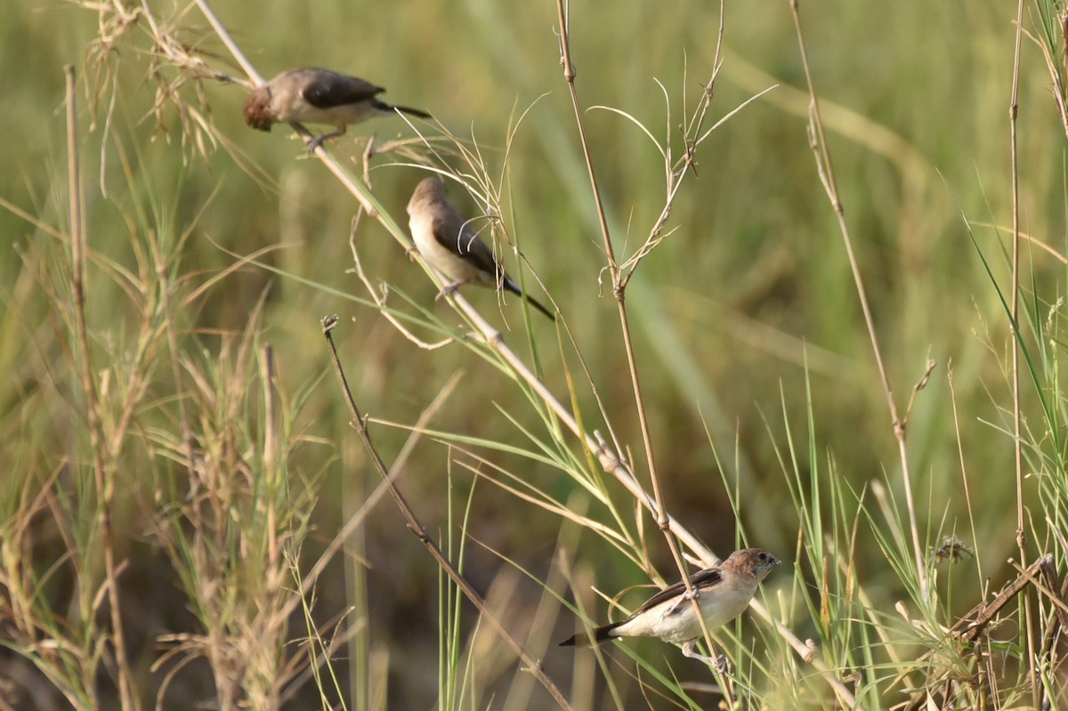 Indian Silverbill - ML583084861