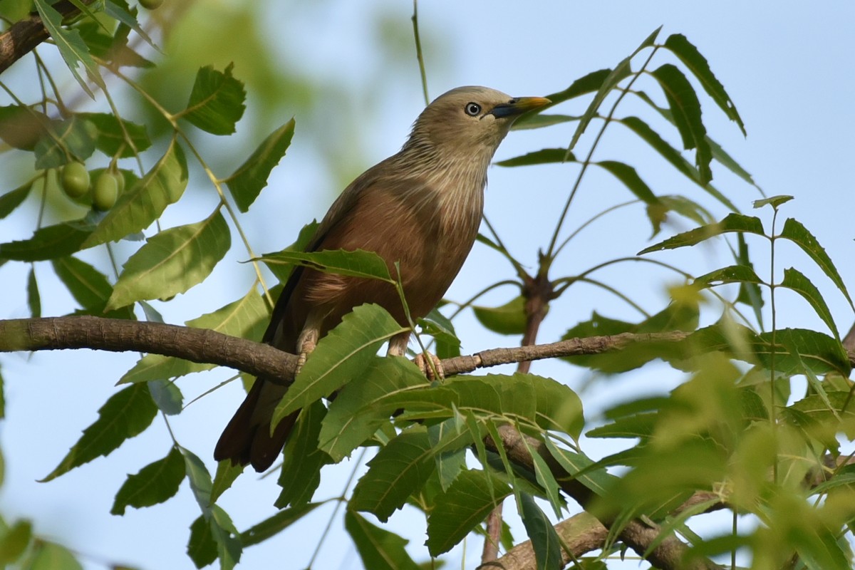 Chestnut-tailed Starling - ML583084961