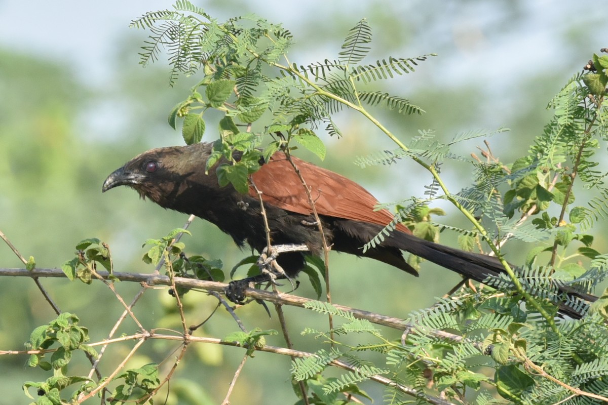 Greater Coucal - ML583085021