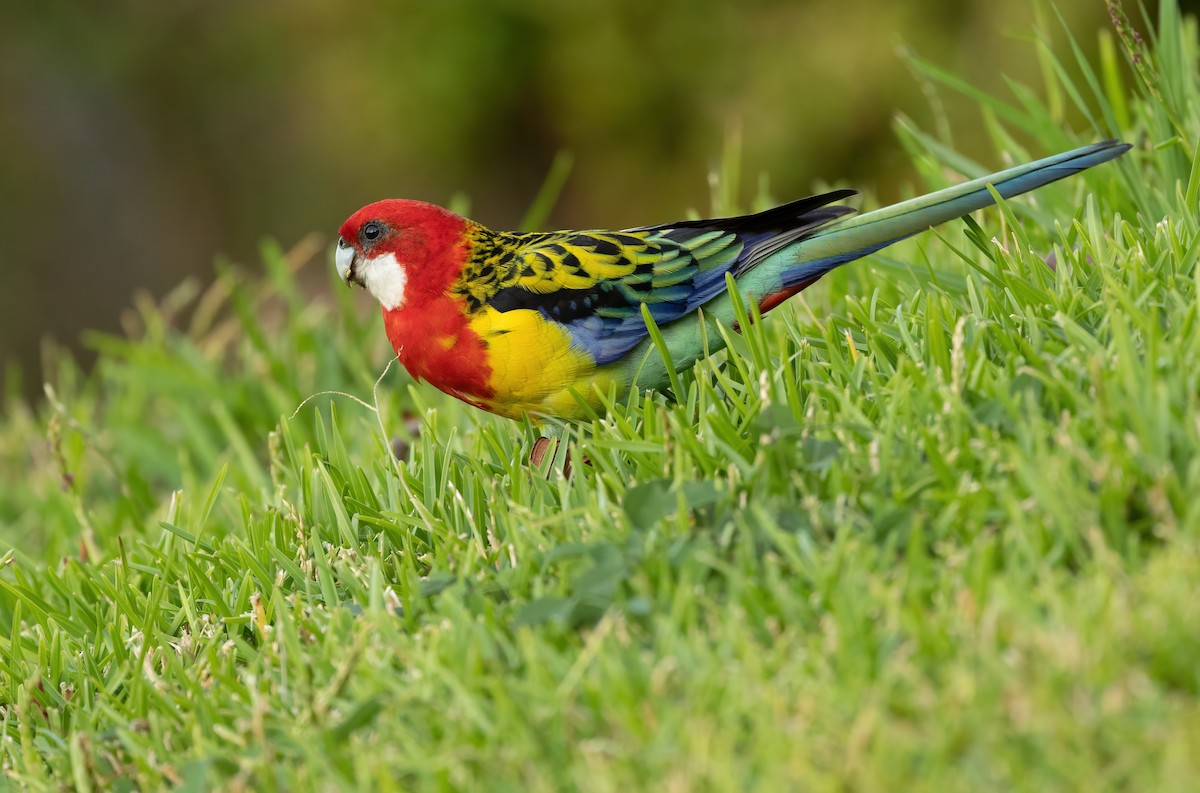 Eastern Rosella - ML583085601