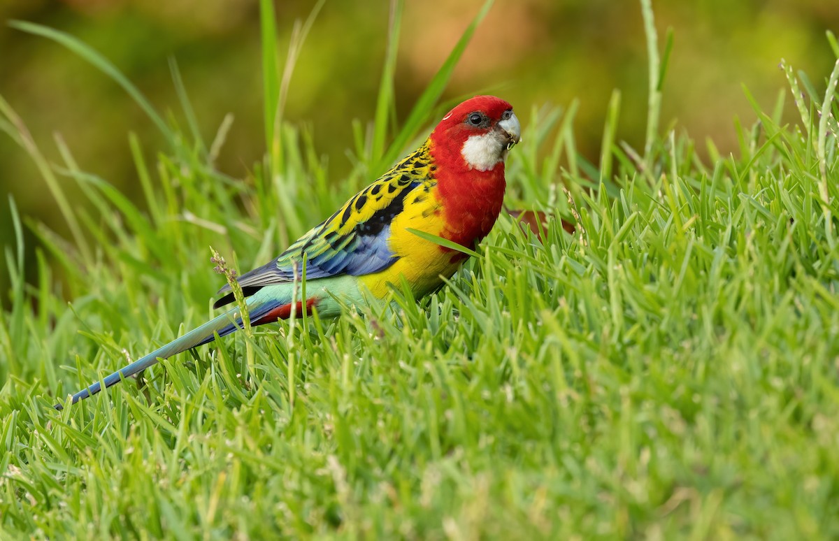 Eastern Rosella - ML583085621