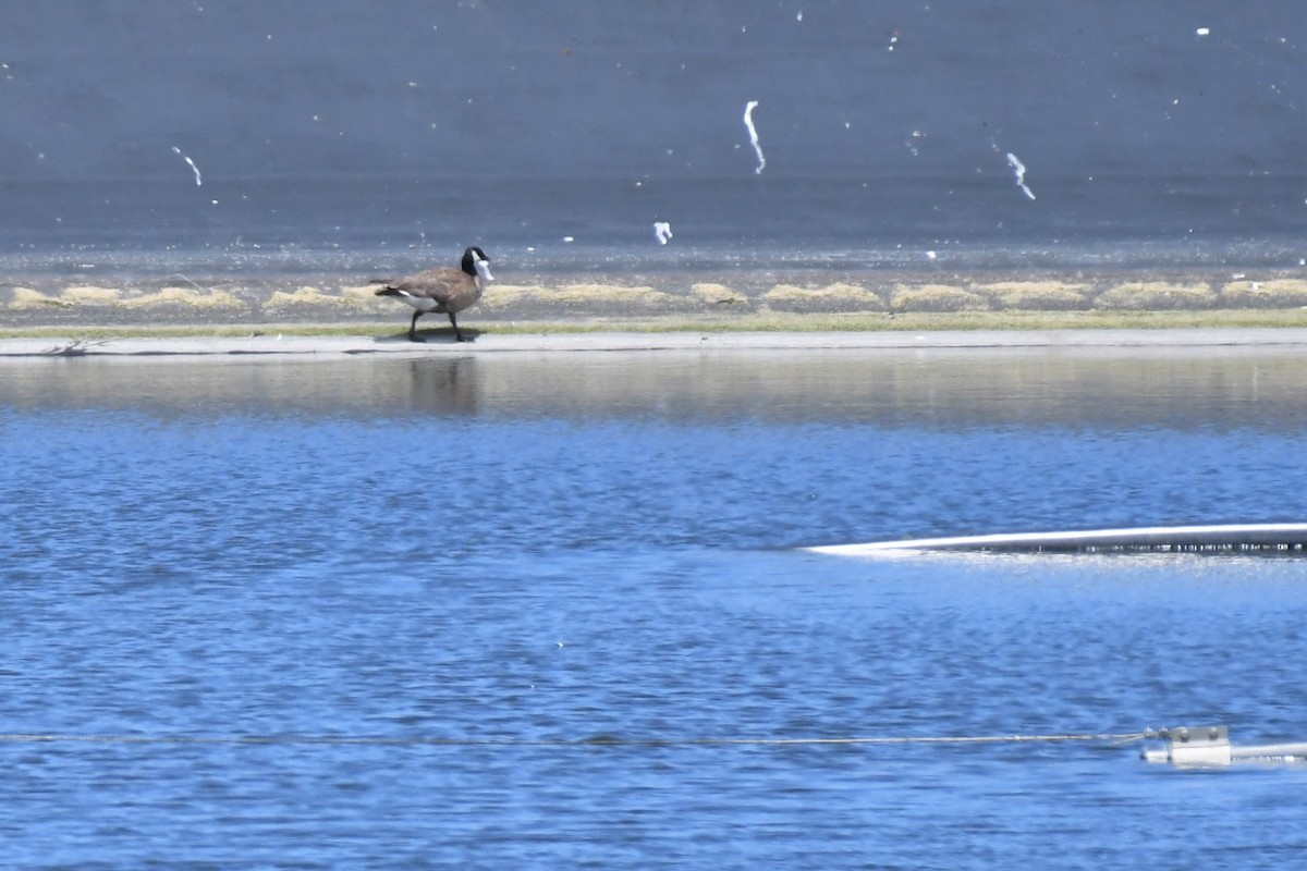 Cackling Goose (minima) - Bill Eisele