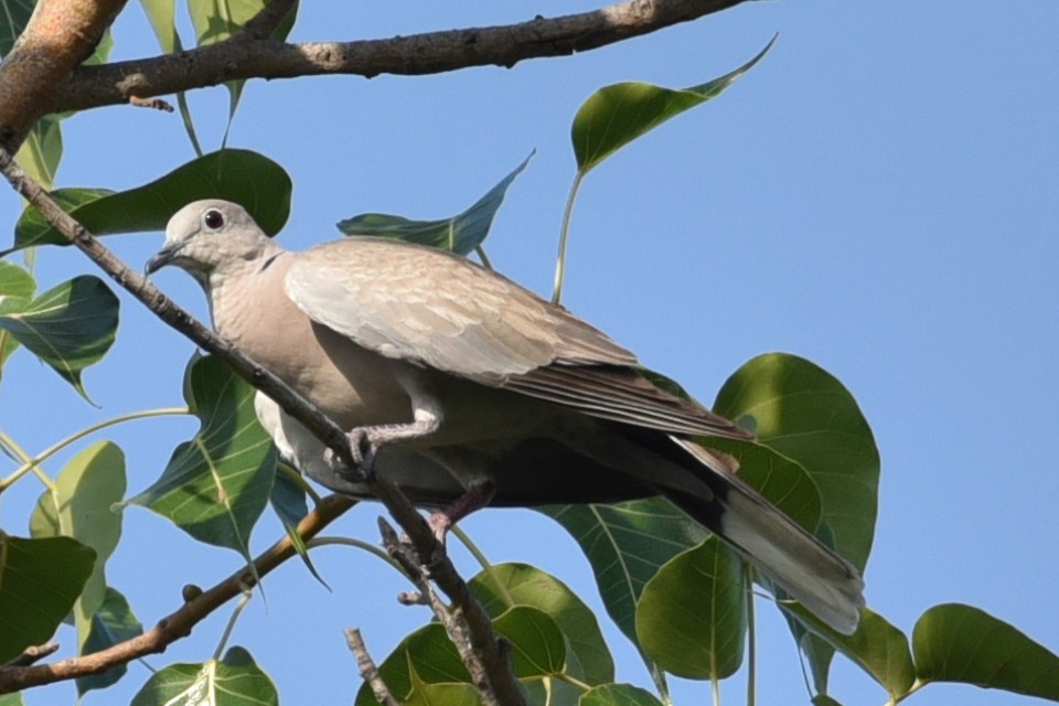 Буулгат хүүрзгэнэ - ML583086261