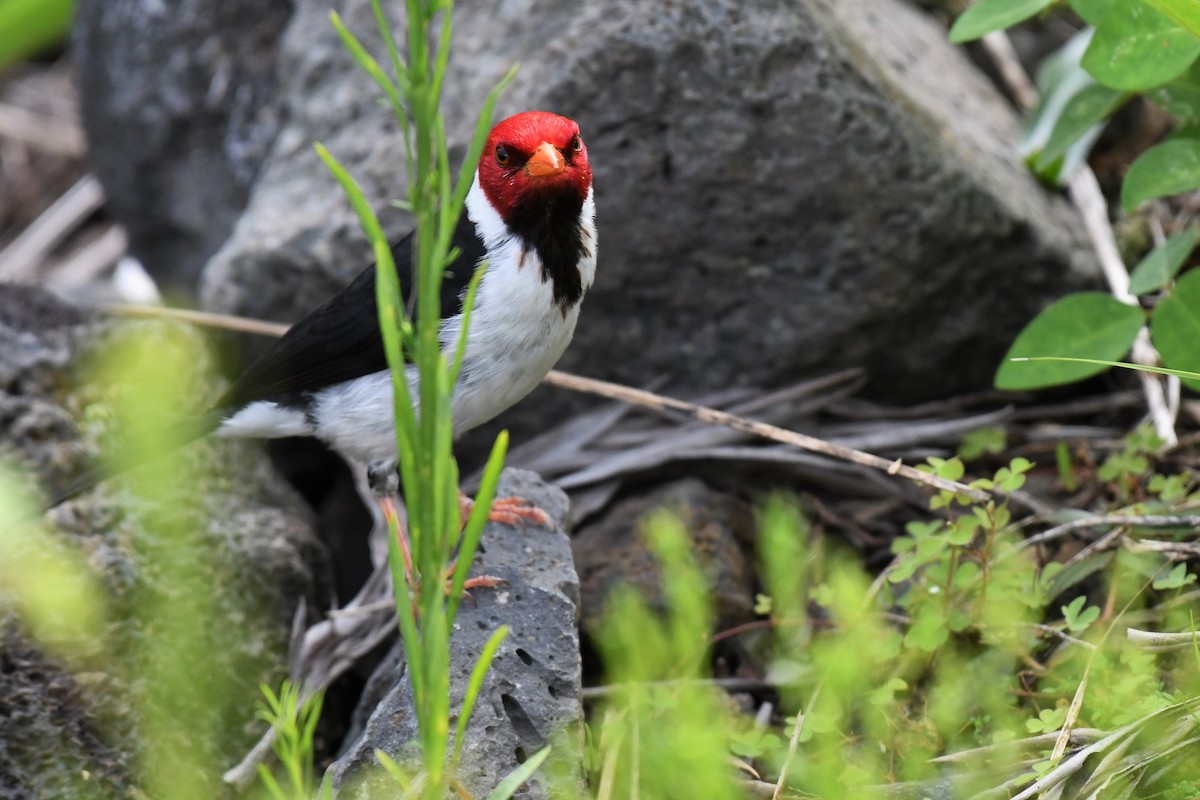 Yellow-billed Cardinal - ML583086271