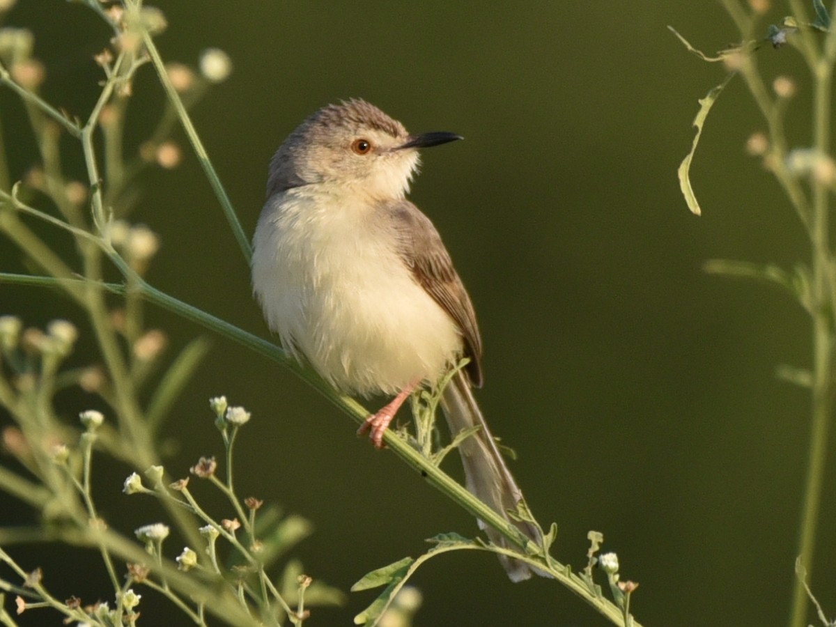 Plain Prinia - ML583086331