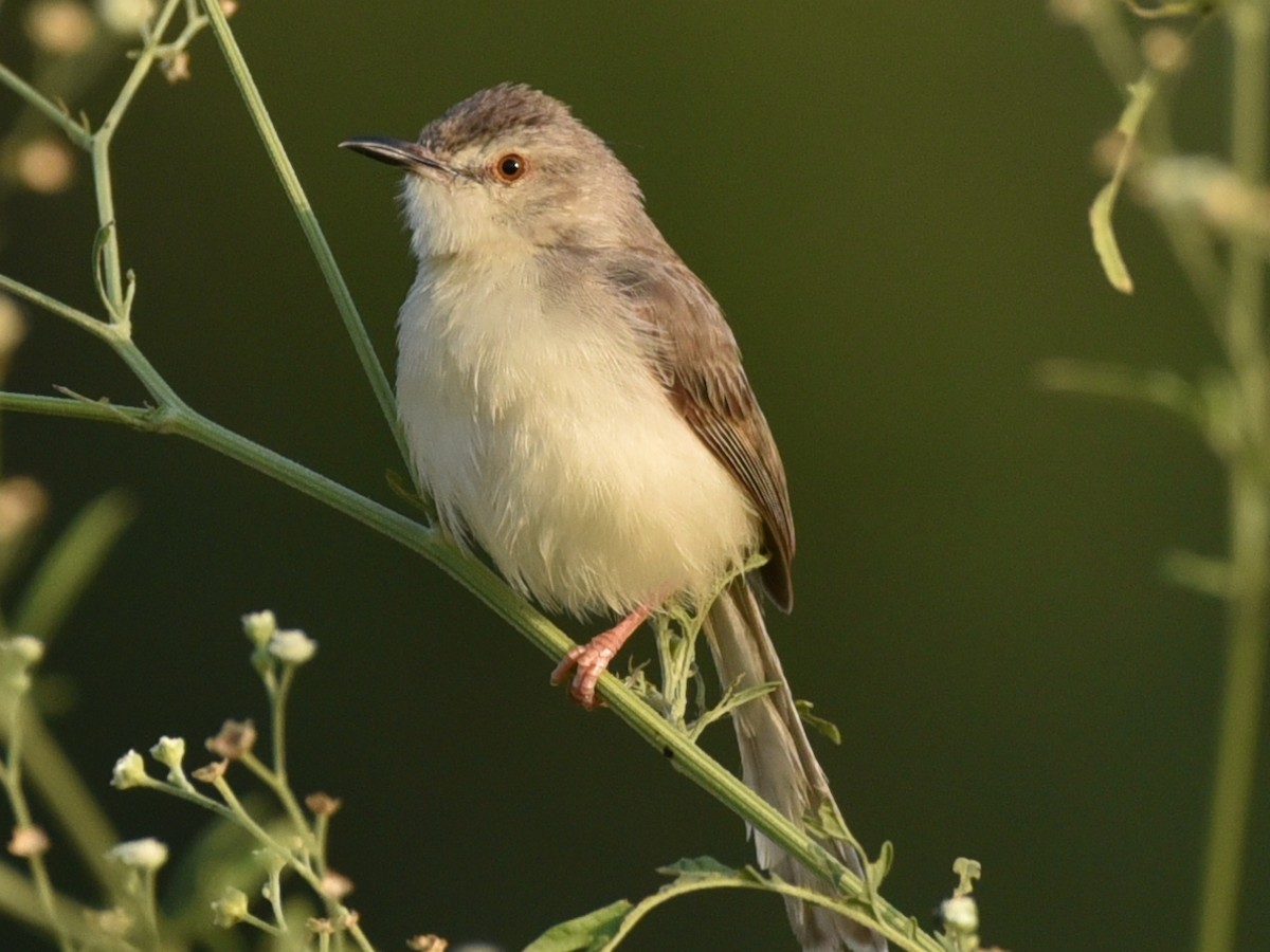 Plain Prinia - ML583086341