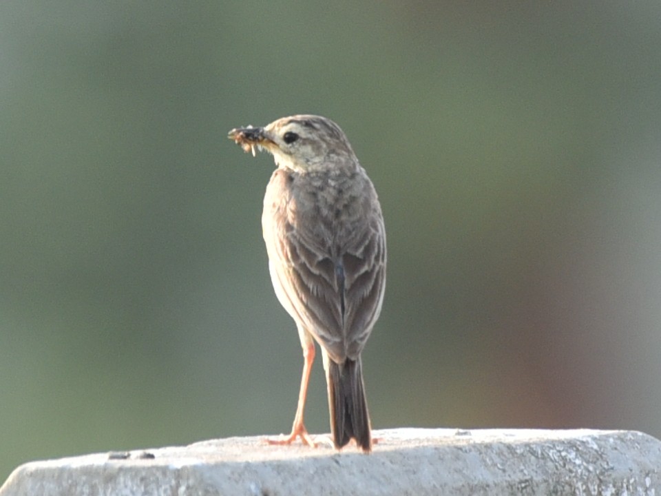 Paddyfield Pipit - ML583086631