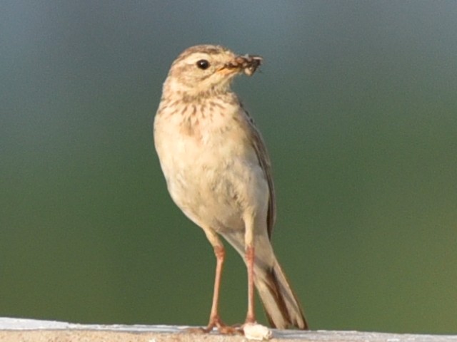 Paddyfield Pipit - ML583086641