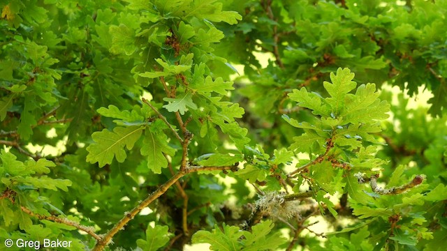 Common Firecrest - ML583087051