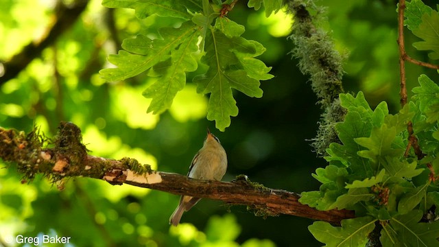 Common Firecrest - ML583087061