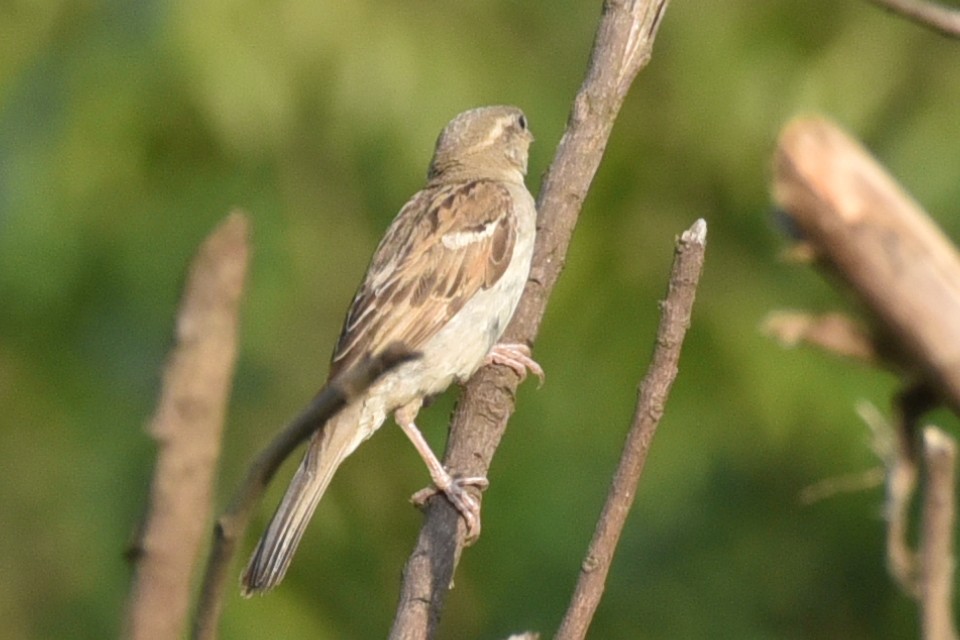 Оронгийн бор шувуу - ML583087291