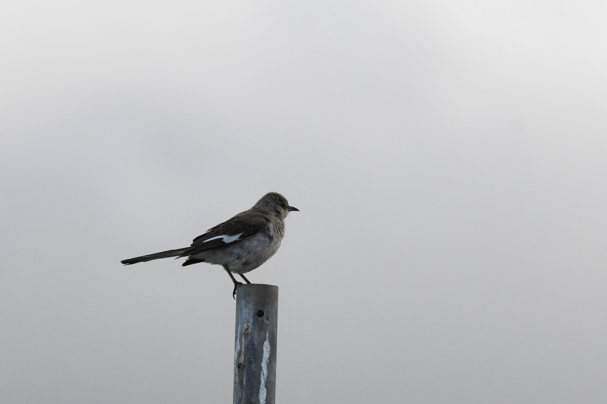 Northern Mockingbird - Bill Eisele