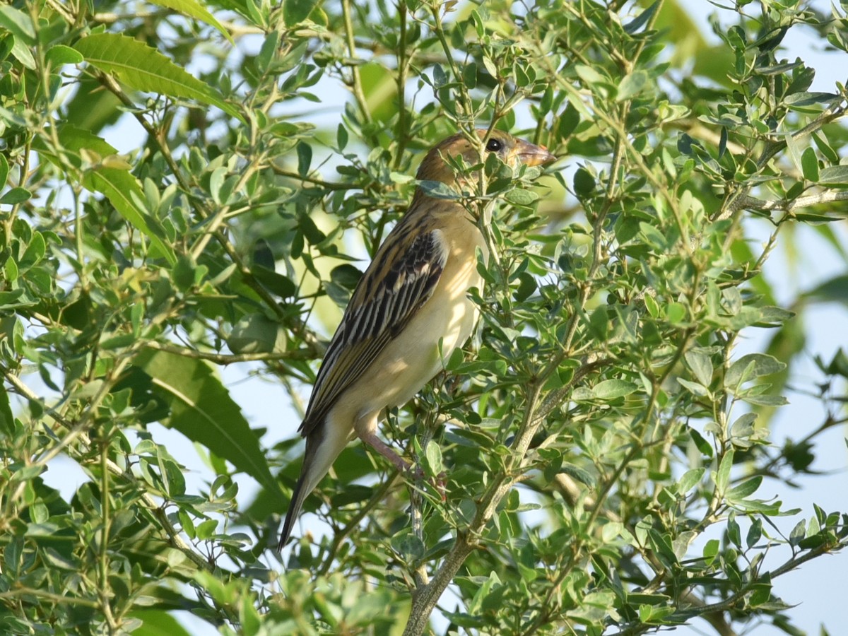 Baya Weaver - ML583087571