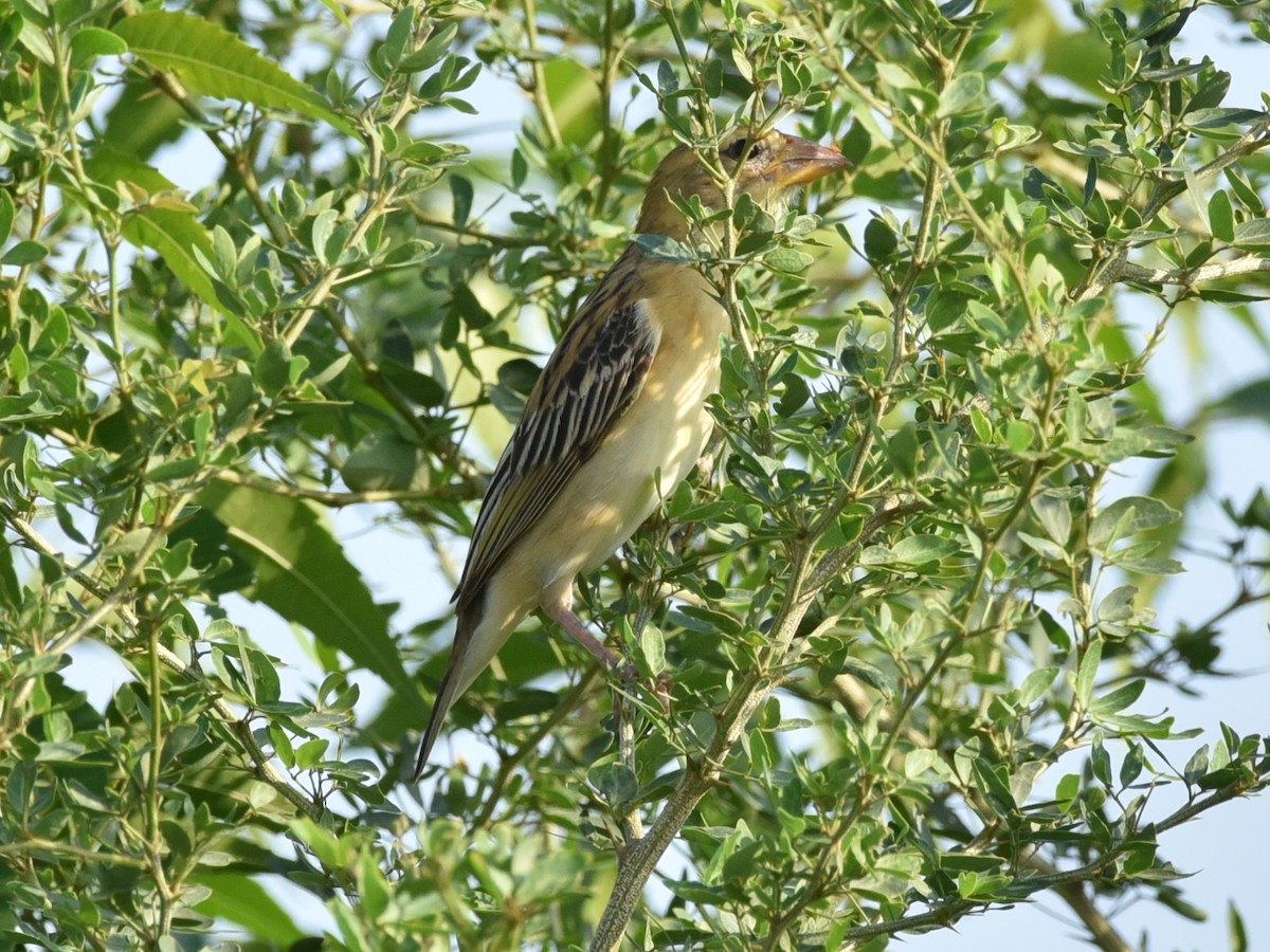 Baya Weaver - ML583087581