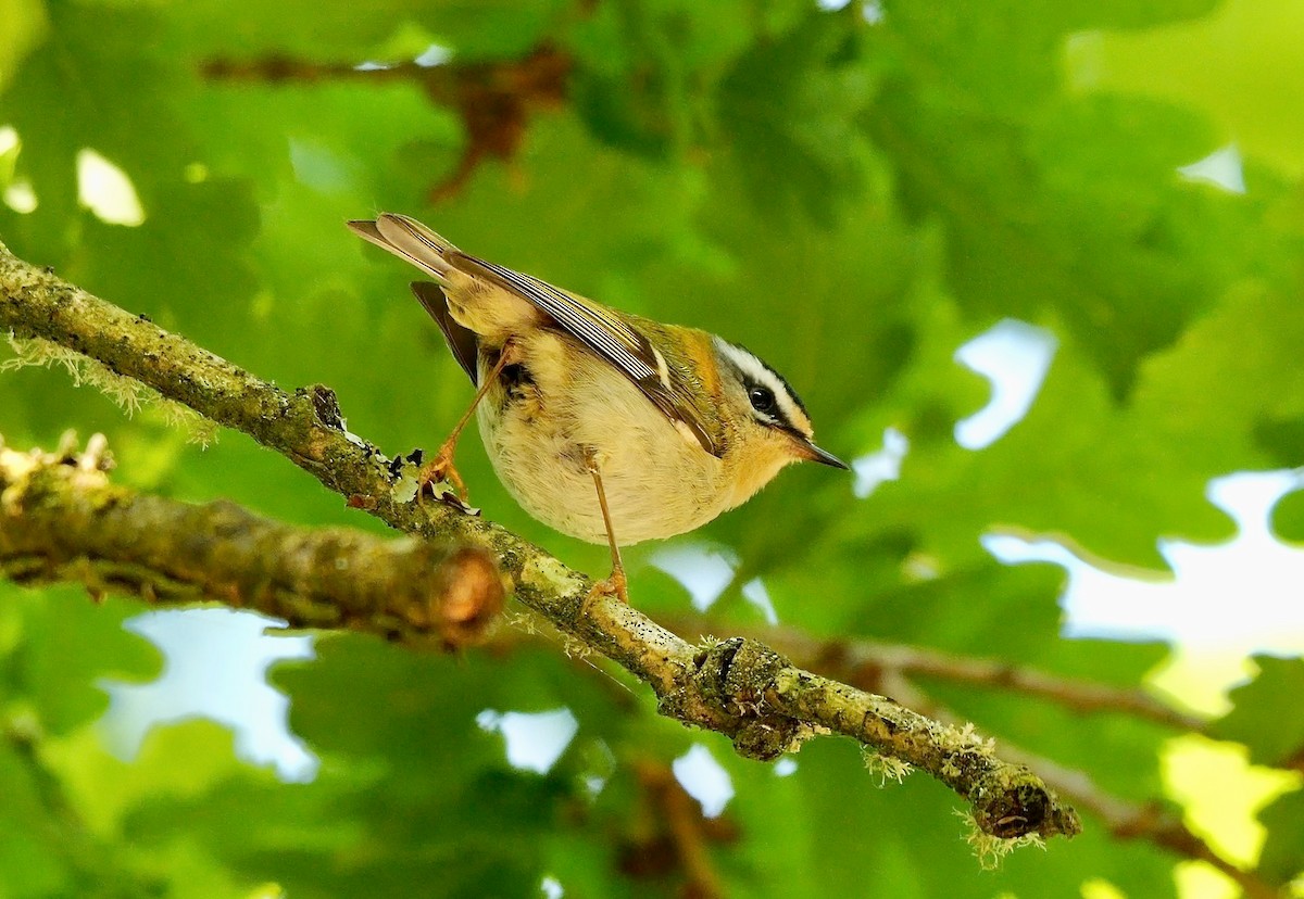 Common Firecrest - Greg Baker