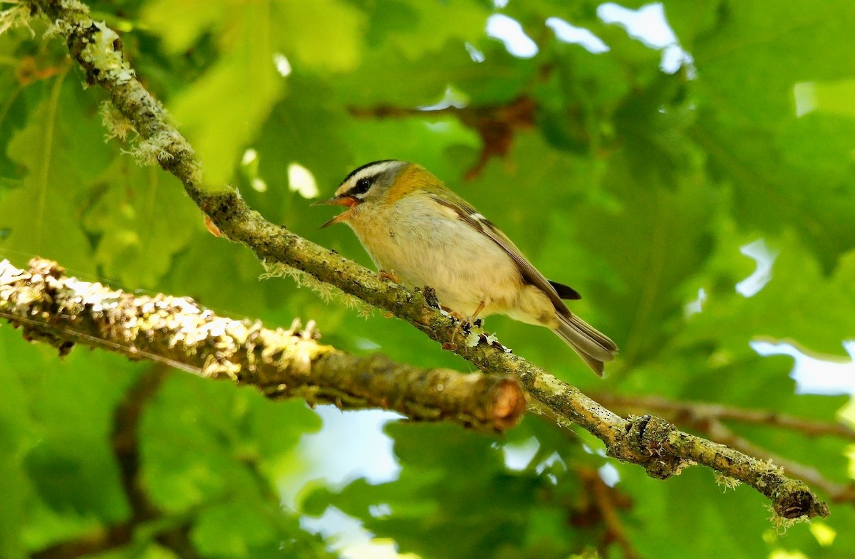 Common Firecrest - Greg Baker