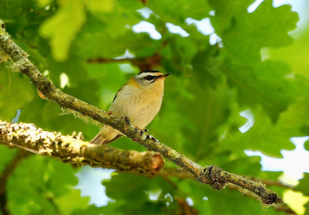 Common Firecrest - Greg Baker