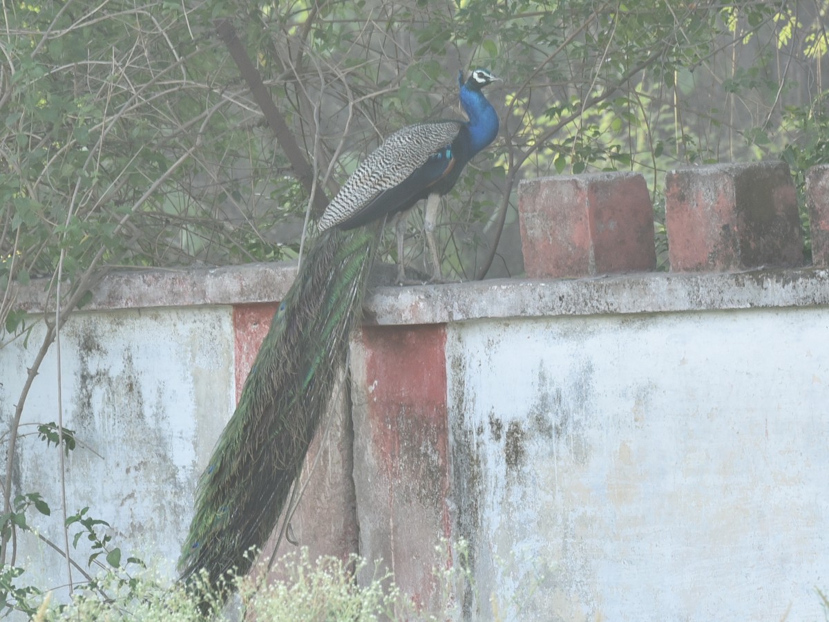 Indian Peafowl - ML583087691