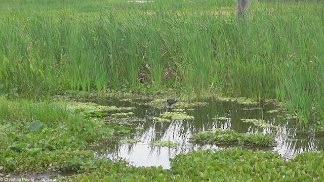 Purple Gallinule - ML583087861