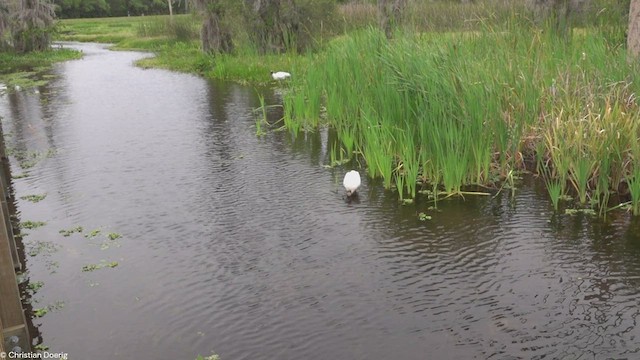 Wood Stork - ML583087871