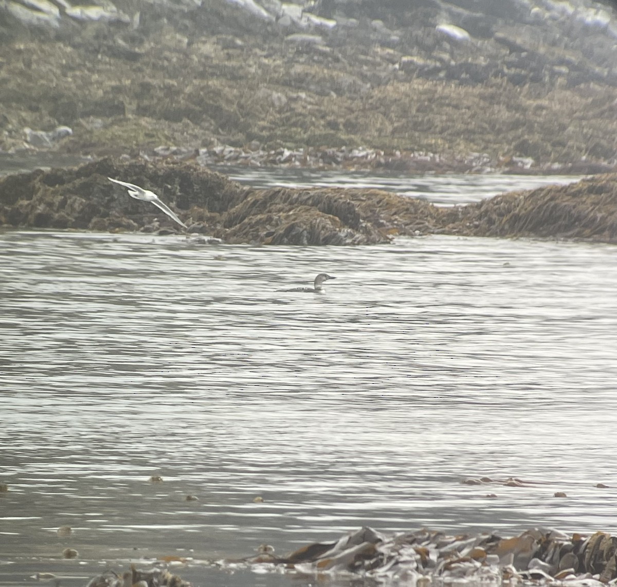 Common Loon - ML583087901