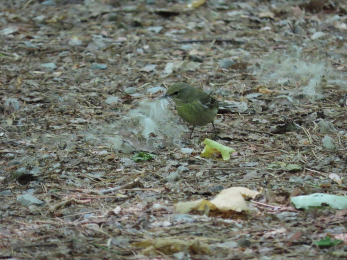 Pine Warbler - ML583088061