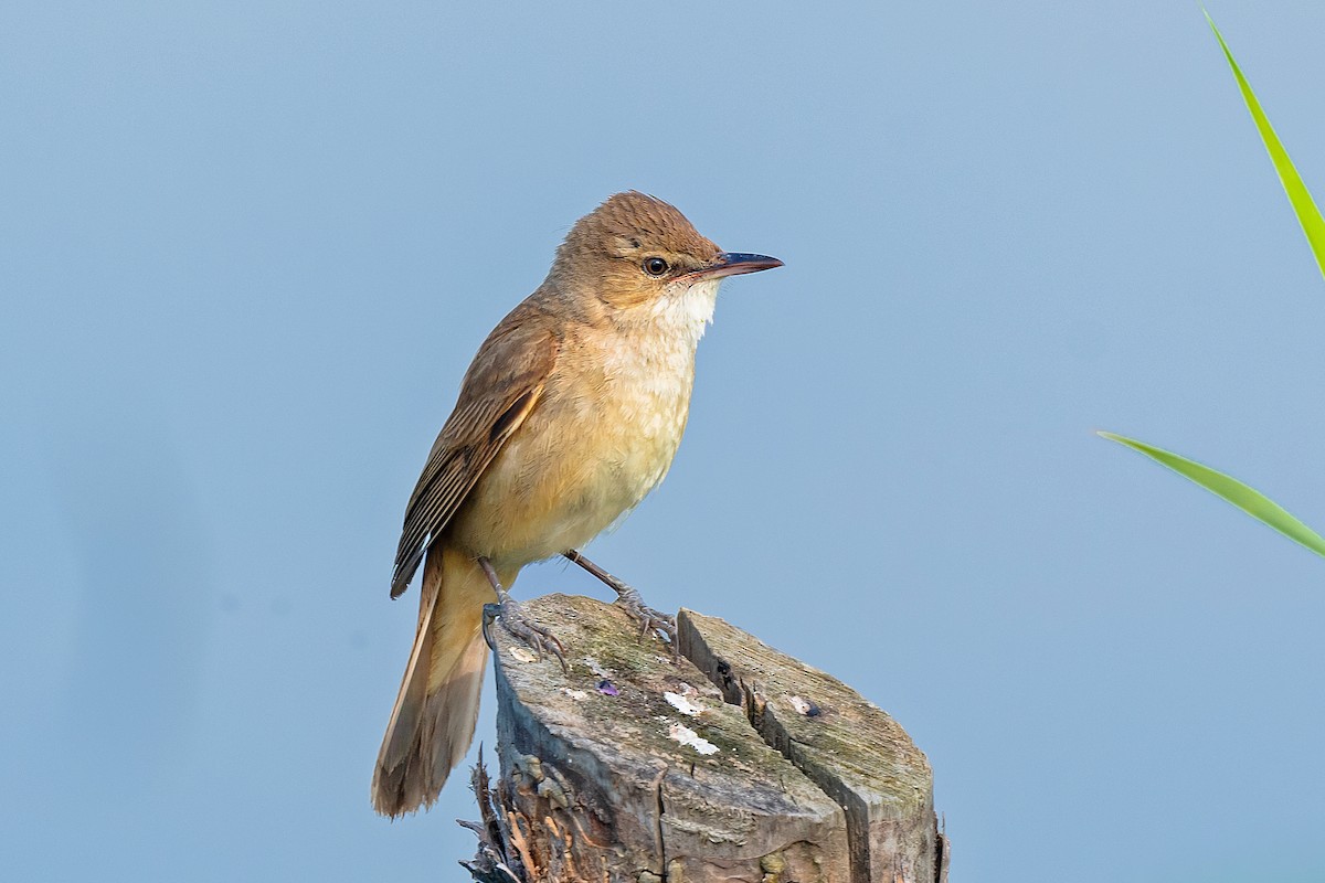 Clamorous Reed Warbler - ML583088201