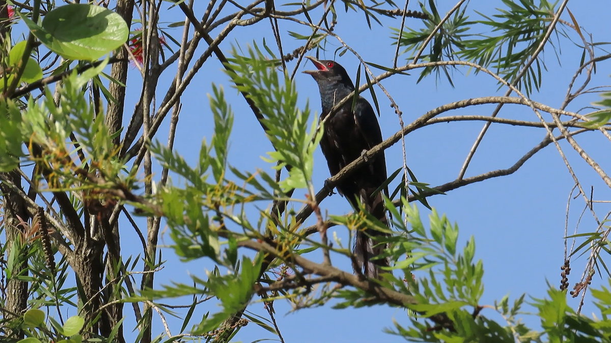 Asian Koel - ML583088421