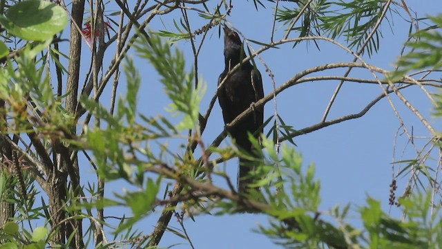 Asian Koel - ML583088441