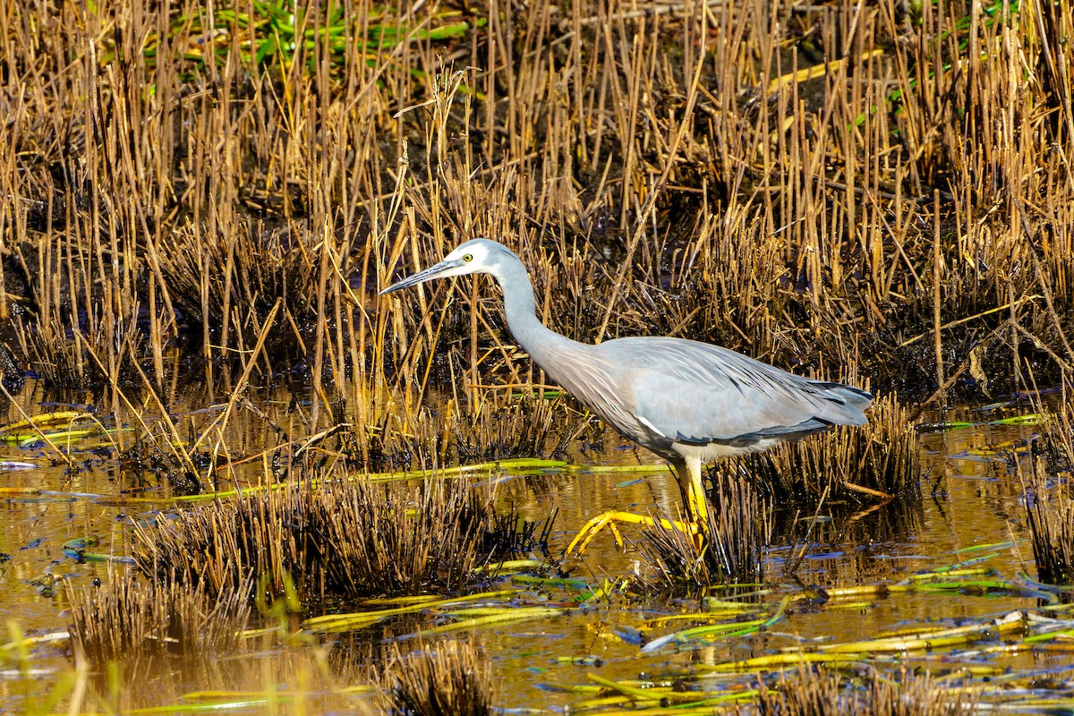 White-faced Heron - ML583089021