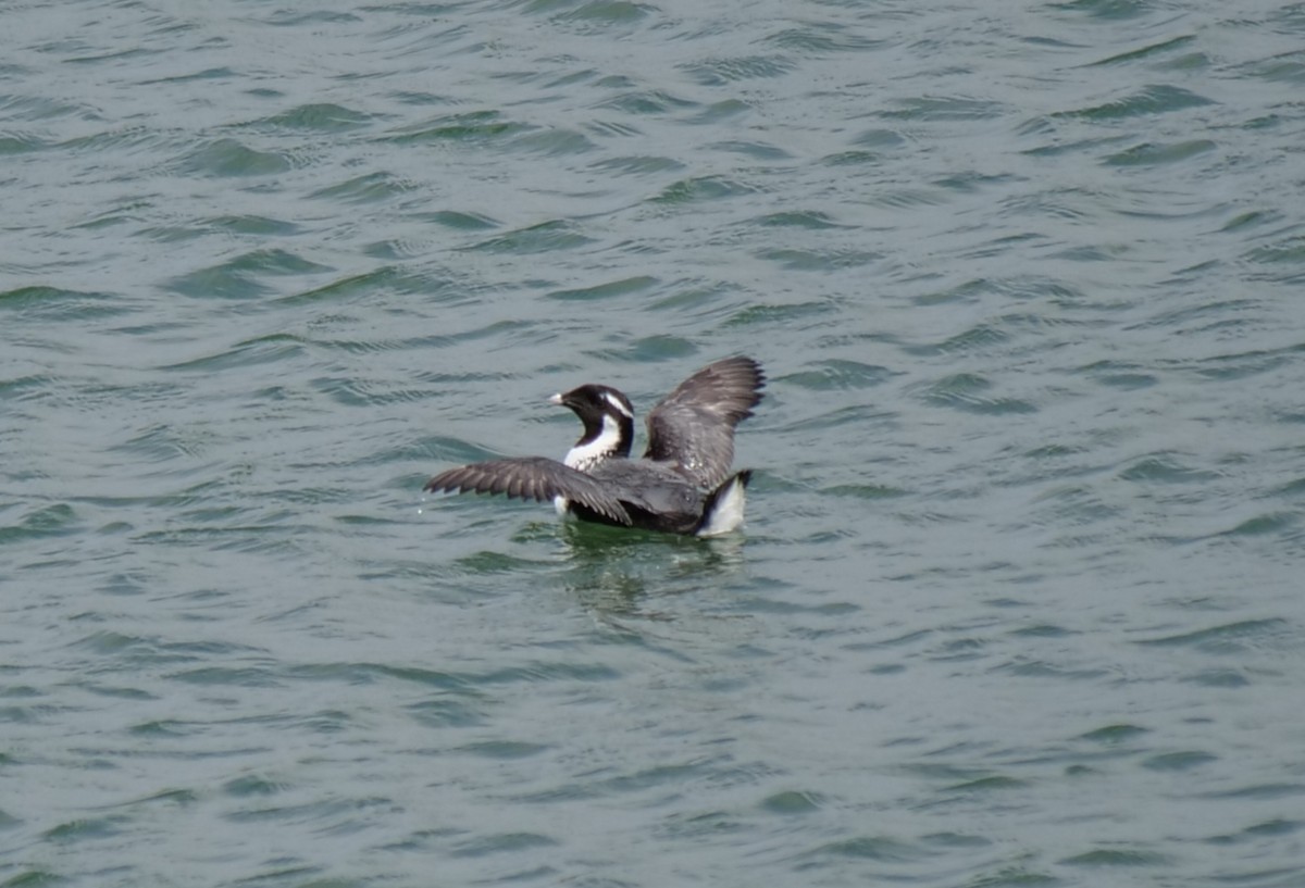 Ancient Murrelet - ML583089541