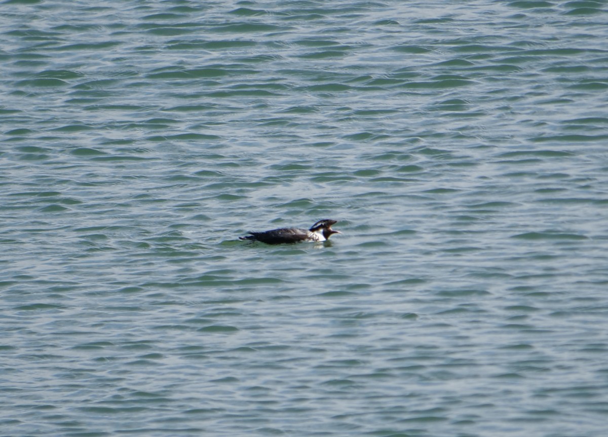 Ancient Murrelet - ML583089551