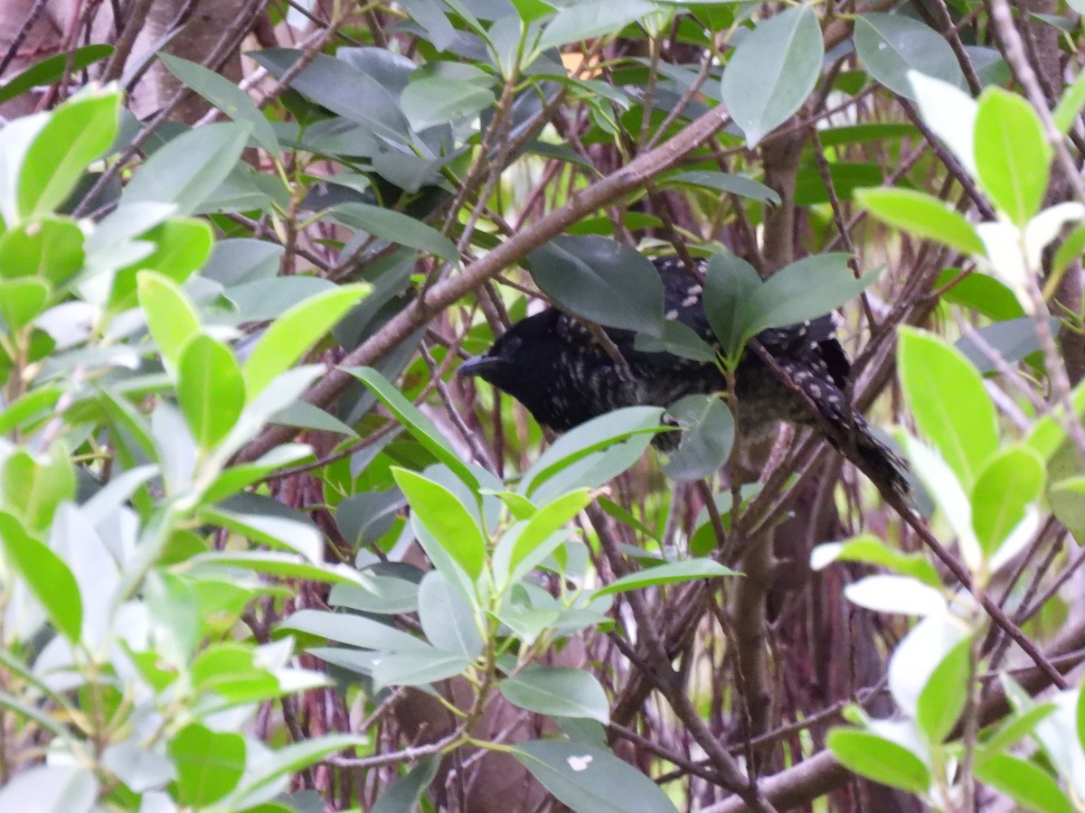 Asian Koel - 聖崴 陳