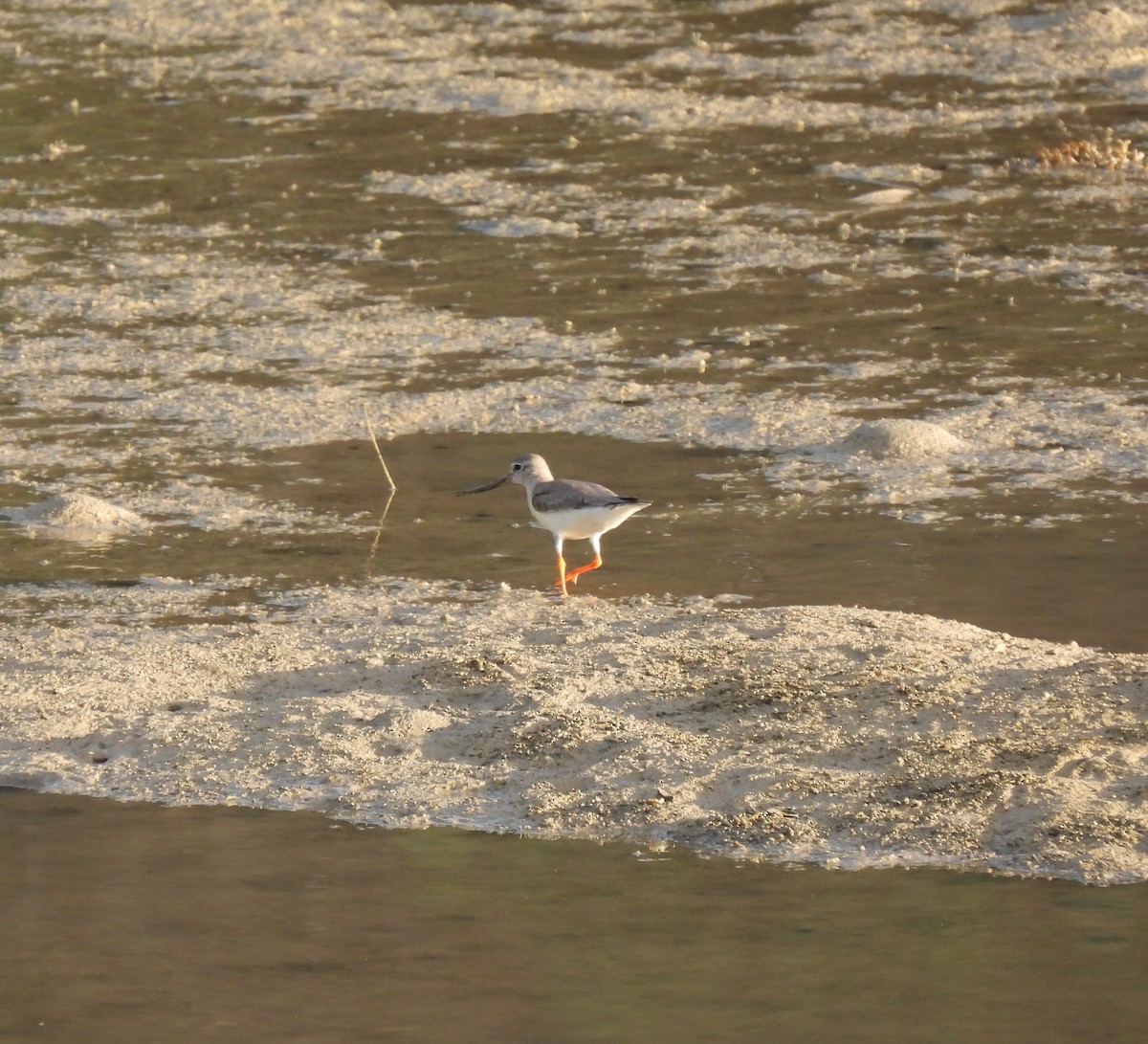 Terek Sandpiper - ML583090841