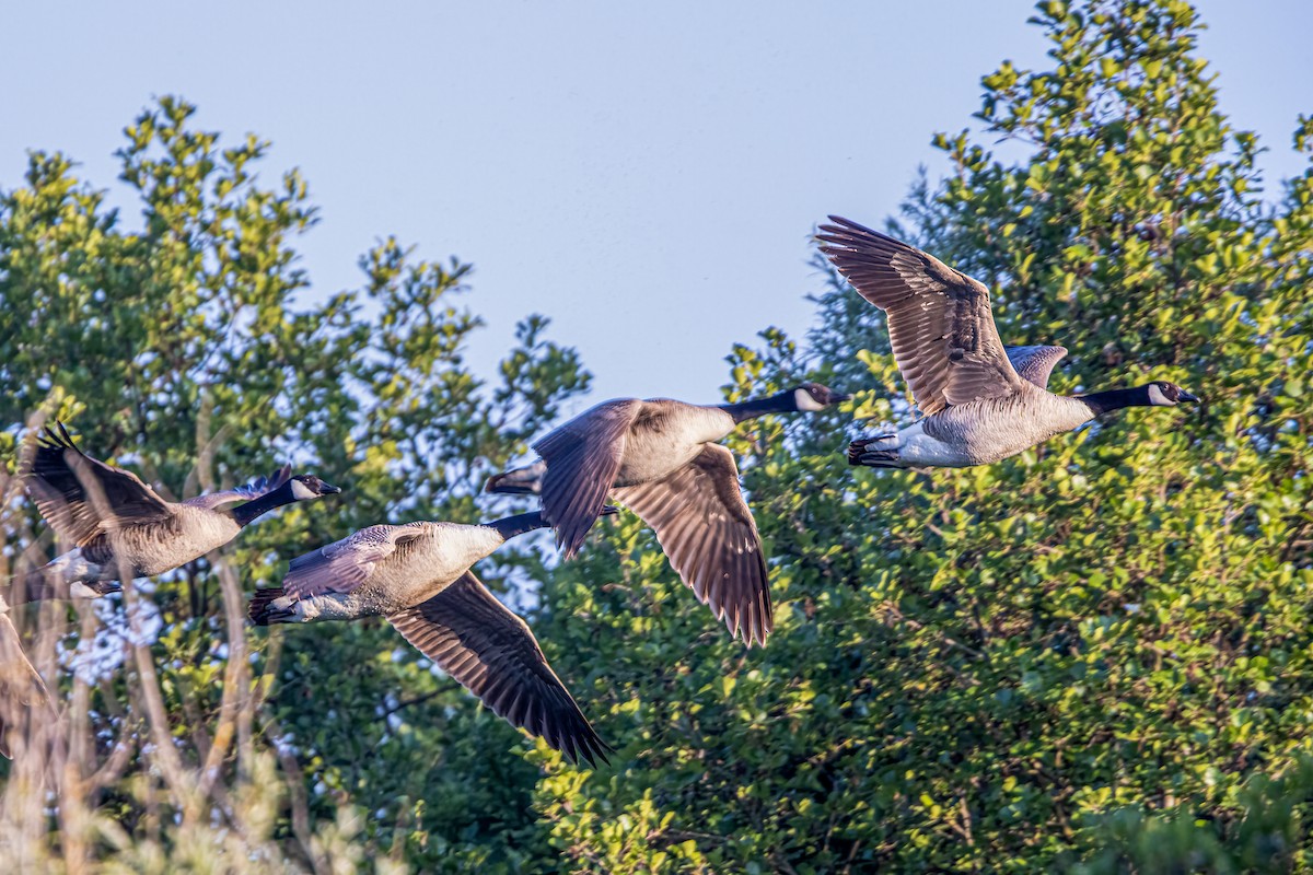 Canada Goose - ML583092401