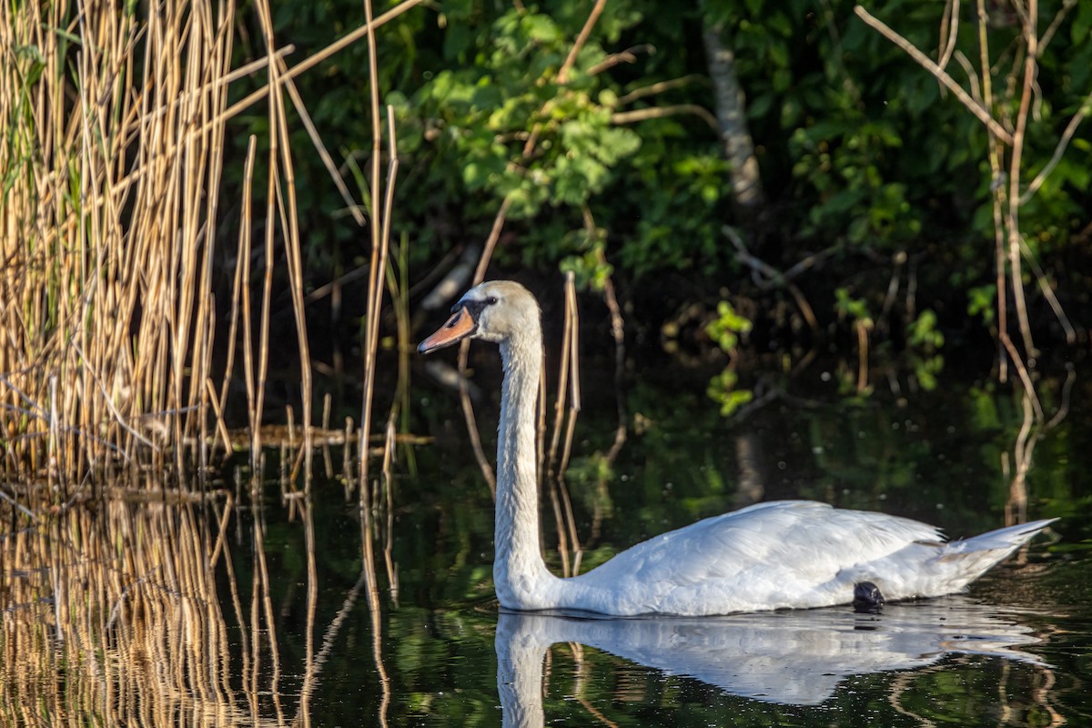Mute Swan - ML583092511