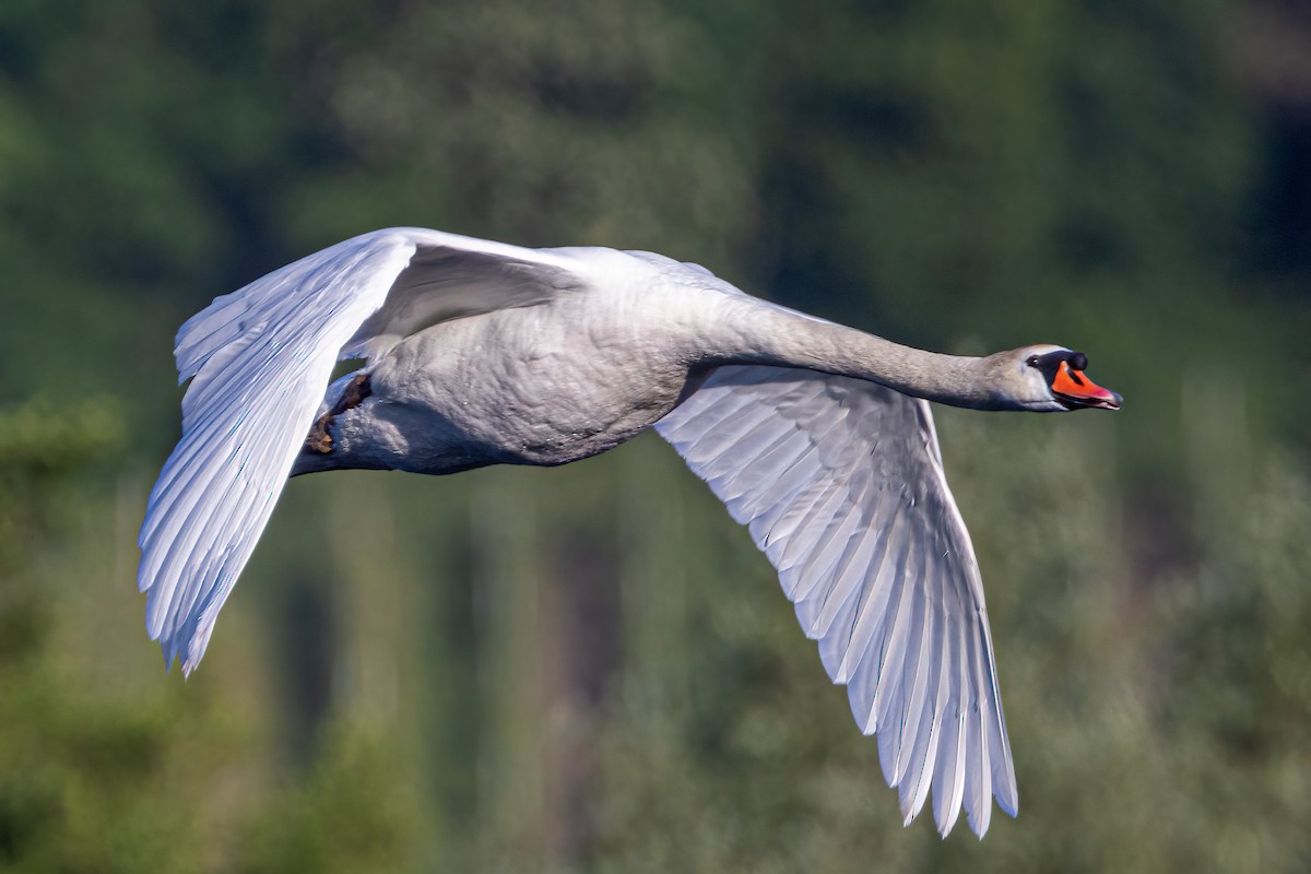 Mute Swan - ML583092521