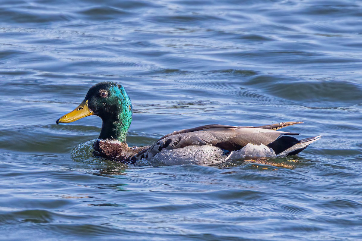 Mallard - Ralf Weinand