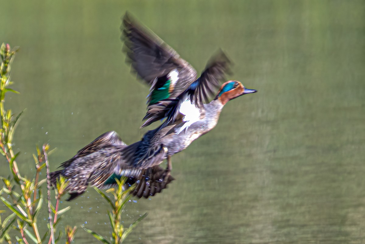 Green-winged Teal - ML583092681