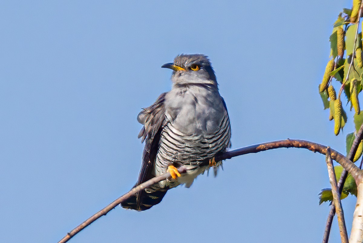 Common Cuckoo - Ralf Weinand