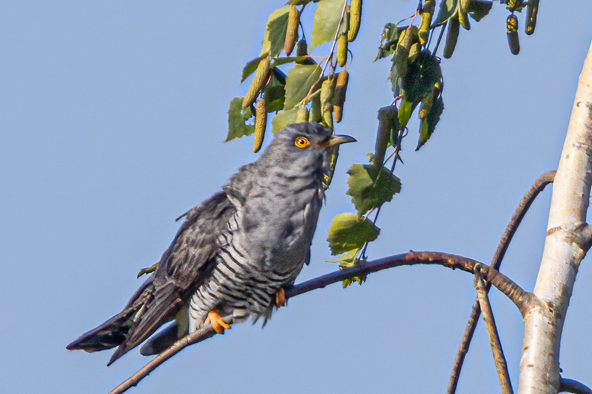 Common Cuckoo - Ralf Weinand