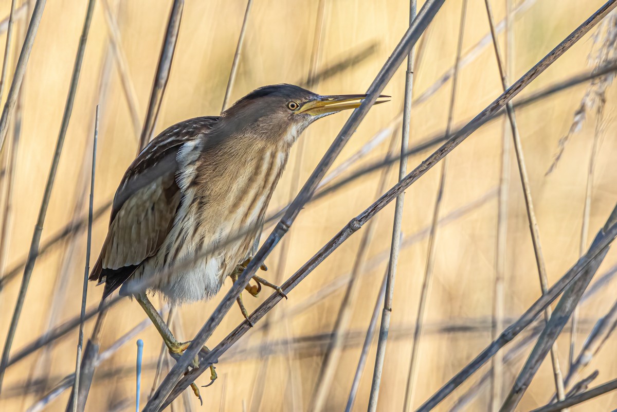 Little Bittern - ML583092941