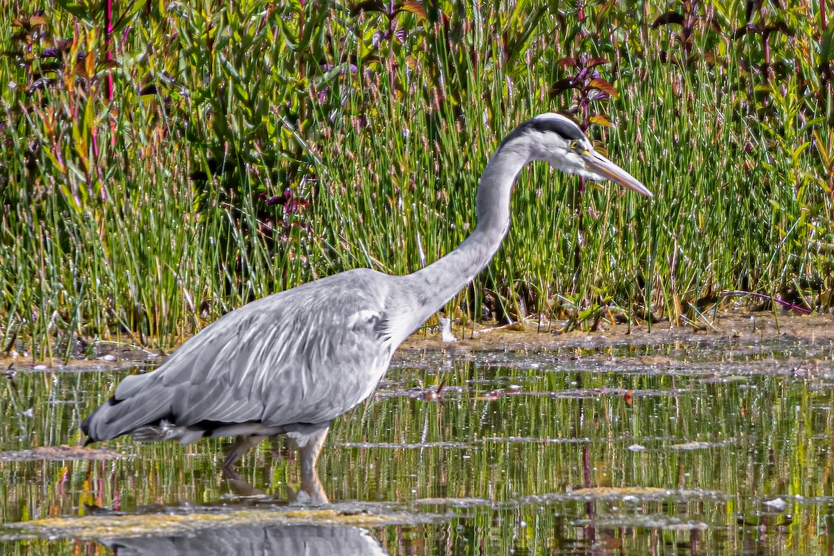 Gray Heron - ML583092991
