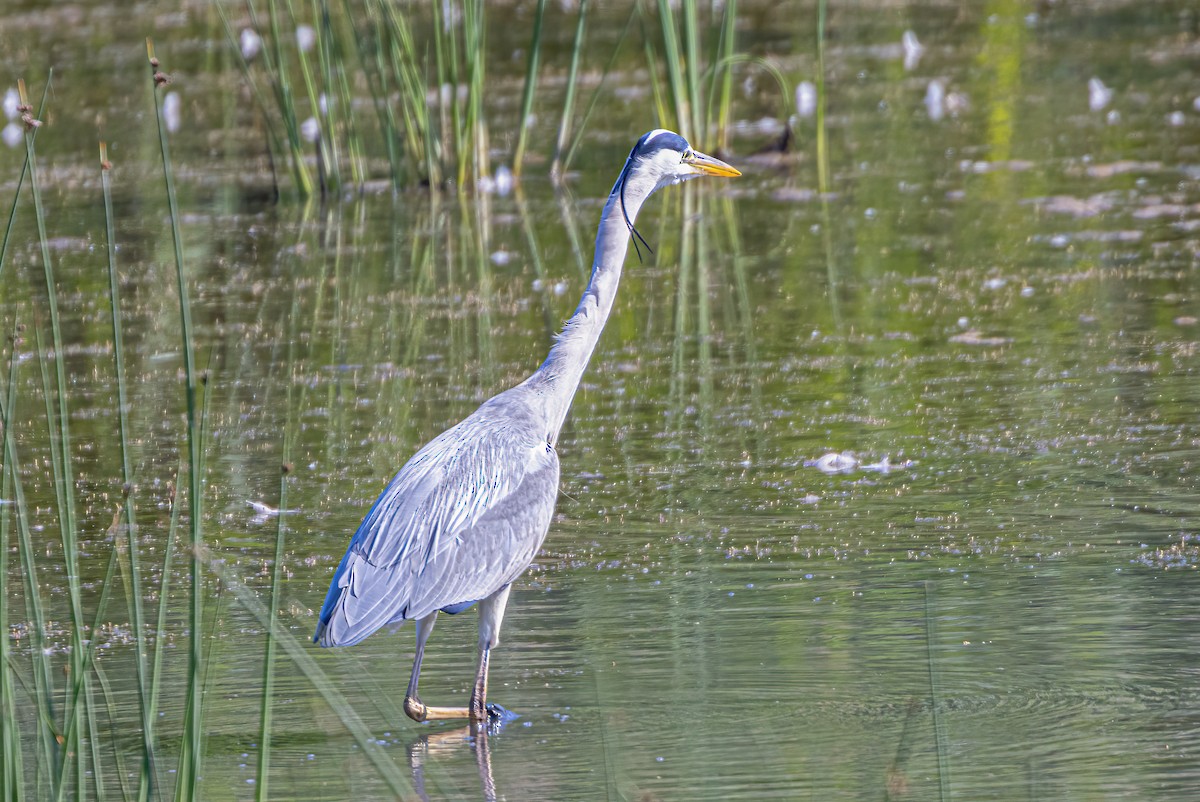 Gray Heron - ML583093001