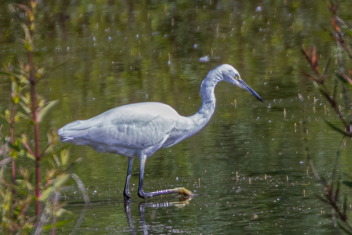 Little Egret - ML583093121