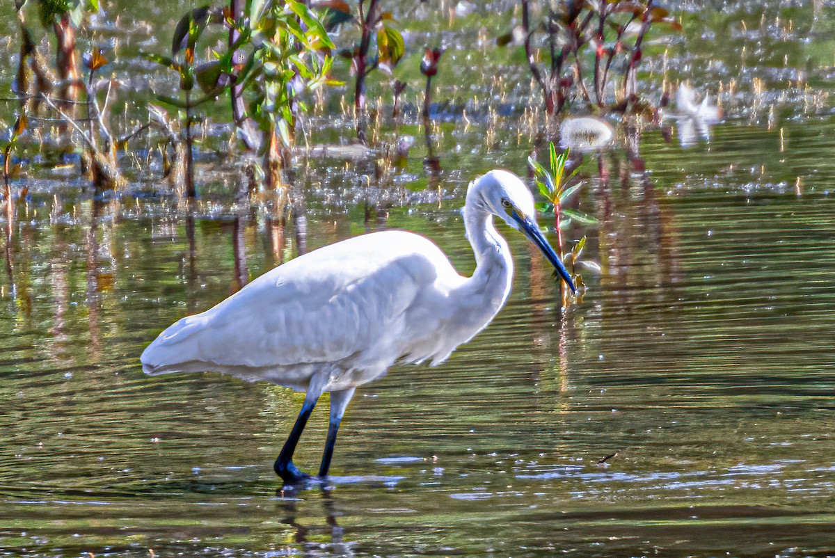 Little Egret - Ralf Weinand